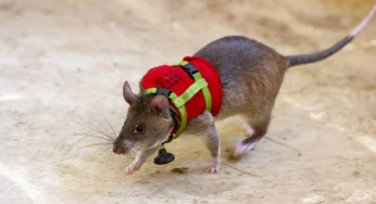 Smart rats are now trained to reach and rescue earthquake survivors!