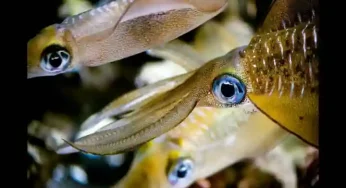 Contrary to belief, study suggests that male squids are concerned parents!