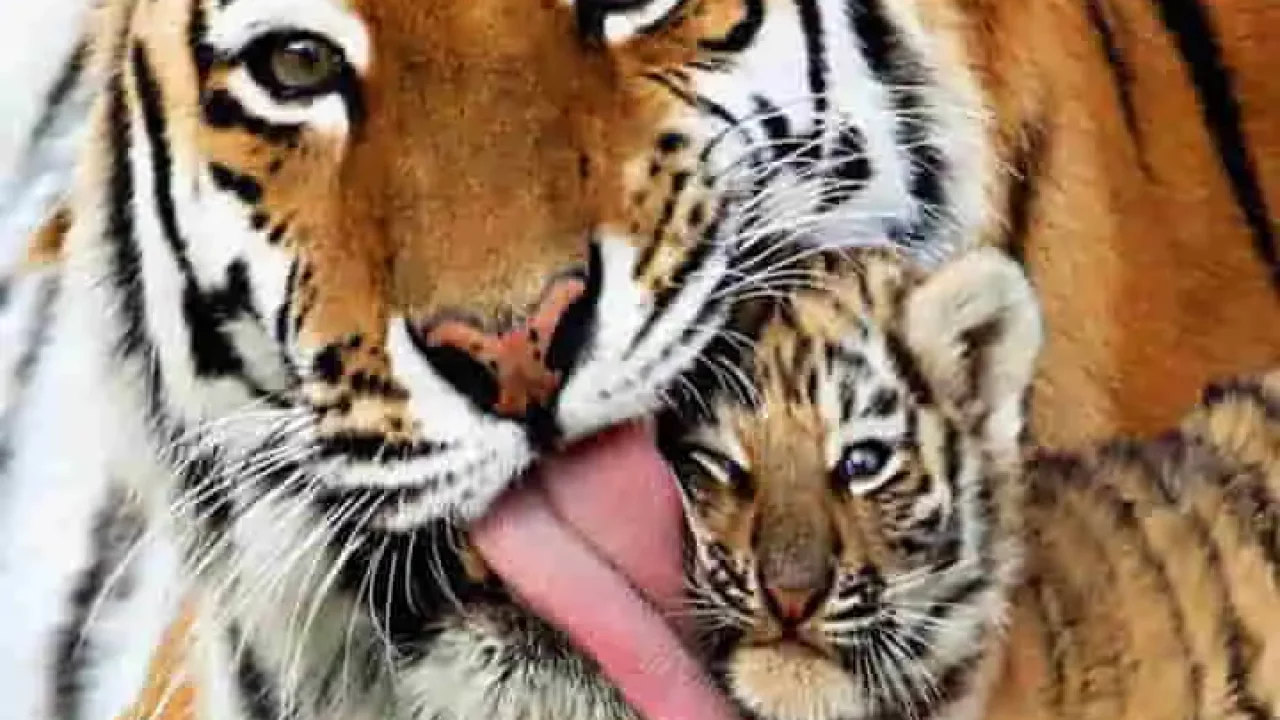 Tiger cub showers its mother with attention in India