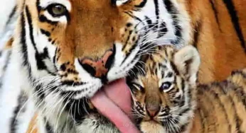 Give me a hug mom, adorable tiger cub showers its mother with affection