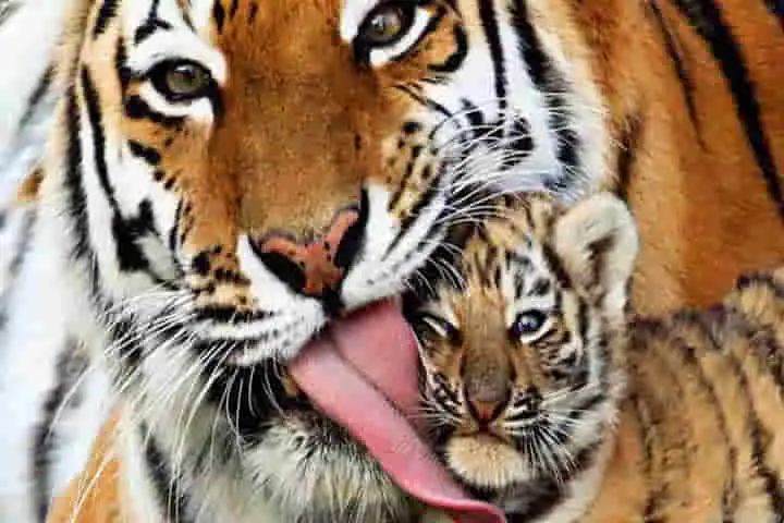 Give Me A Hug Mom Adorable Tiger Cub Showers Its Mother With Affection Indianarrative