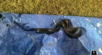 Multiple snake sightings and rescues in Delhi-NCR due to heat wave!