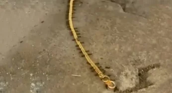 WATCH: Ants carrying off gold chain to their nest!