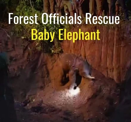 Forest Officials Rescue Elephant Calf From A Ditch