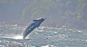 Whales follow sound signals to hunt down fast moving prey
