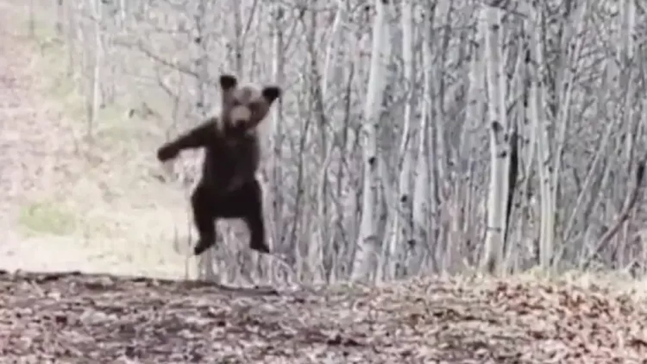 Watch a bear cub dance bindass, enthralling viewers - Indianarrative