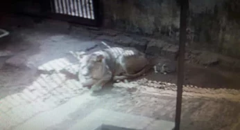 Odisha’s Nandankanan lioness blessed with a Holi cub!