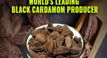 Small, Remote District- North Sikkim Is World’s Leading Black Cardamom Producer | Sikkim’s Spice Story