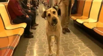 Boji the dog from Istanbul who commutes in bus, ferry and metro