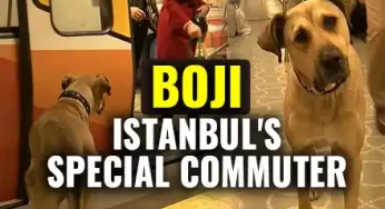 Meet Boji, The Dog | A Daily Commuter Of Istanbul’s Metros, Ferries & Buses | Istanbul Viral Video