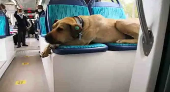 Falsely Accused Istanbul’s Metro Travelling Dog Boji Is Proved Innocent!