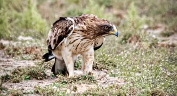 Raptor’s Inn – the place where eagles, falcons, harriers take a short break