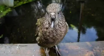 Unfazed by a broken beak, survivor Parrot overcomes disability in style