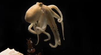 Why do mother octopuses commit suicide just before her eggs are hatched?