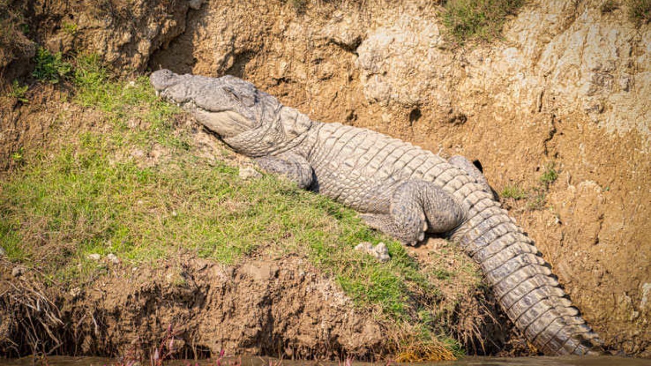 Some Crocodiles and Gharials in Nepal Have Suddenly Turned Orange! Here's  Why