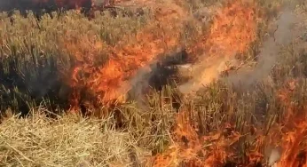Delhi govt set to counter stubble burning by using freshly minted bio-decomposer