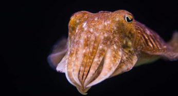Defying age, Cuttlefish has an “elephant’s” memory