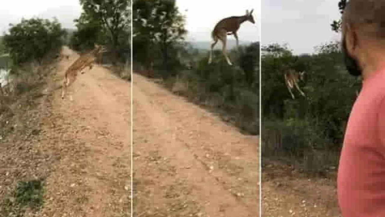 deer jumping high