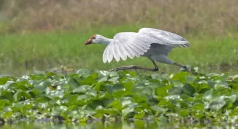 Odisha ‘s Chilka lagoon stuns bird watchers – becomes the only place in the world to host white grayheaded swamphen