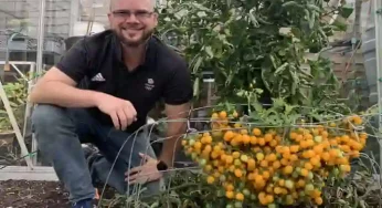 UK gardener harvests 839 tomatoes from single stem! Seeks Guinness recognition for world record