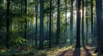 India records increase in forest & tree cover while most countries are seeing a decline