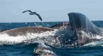 Scientists solve the mystery of why mighty whales do not choke while feeding