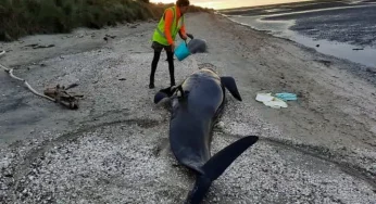Dozens of whales die after getting stranded on New Zealand’s killer beach