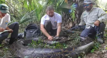 How a 97 kilo Burmese python ended up in faraway Florida