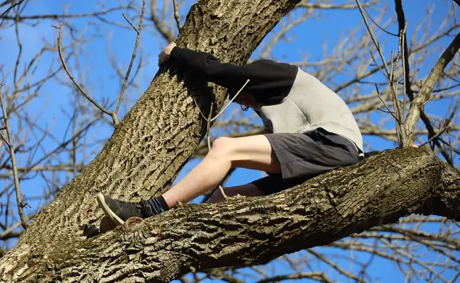 Watch: Firemen rescue teenager stuck high up on a big tree