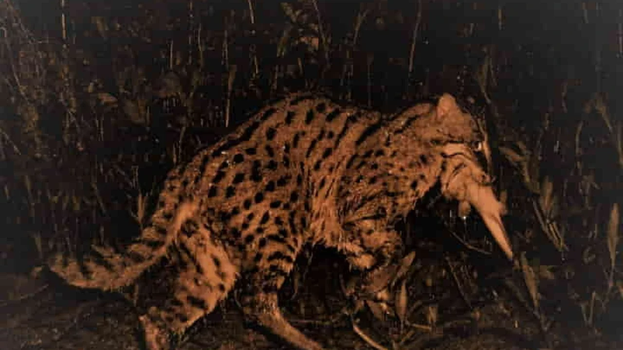 Indian researchers reveal the hunting secrets of the elusive fishing cat -  Indianarrative