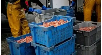 China’s illegal fishing activities endanger marine life on an industrial scale–report