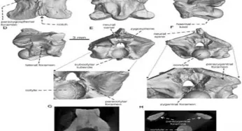 Indian scientists discover 35 million years old fossil of gigantic snake in Ladakh Himalaya