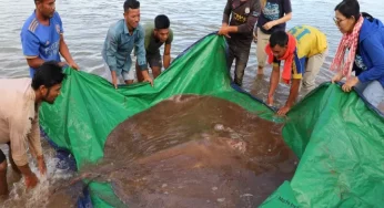 13-foot-long giant stingray fish weighing 180 kg surprises fishers of Mekong River