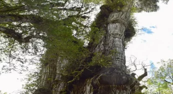 “Gran Abuelo” – world’s oldest tree in Chile needs protection!