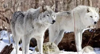 New study suggests stark similarity between dogs and ancient Asian wolves