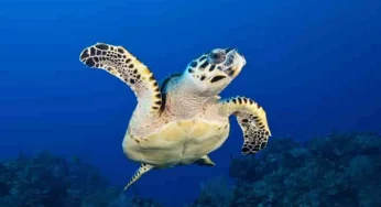 Do sea turtles navigate for hundreds of kilometres by sensing the planet’s magnetic field?