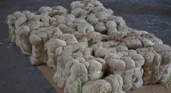 Rs 450 crore worth Afghan heroin seized at Pipavav port in Gujarat