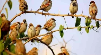 Special forest area created to conserve and revive sparrows – Delhi’s State bird