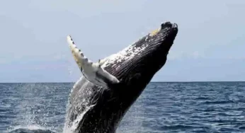 Can big eating Baleen whales clean up the oceans, arrest Climate Change?
