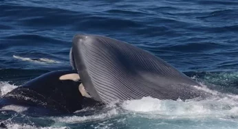 Study confirms killer whales hunt in packs to feast on Earth’s biggest creature – the blue whale