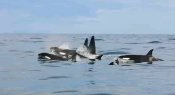 The strange case of Killer Whales Being Chased by Pilot Whales