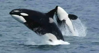 Killer whales can hunt for longer as Arctic ice melts