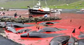 Over 1,400 dolphins slaughtered in Denmark in a gory hunt
