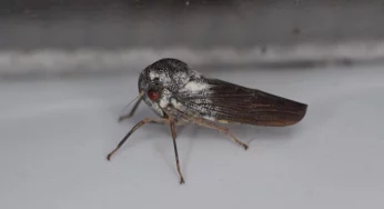 Scientists celebrate finding of a new species of leafhopper after 50 years
