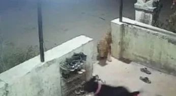 Caught on camera: Leopard attacks pet dog in Maharashtra’s Nashik district