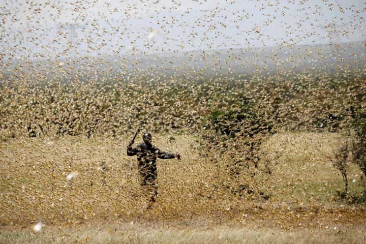 Climate change is triggering pest attacks on crops, says UN-sponsored ...