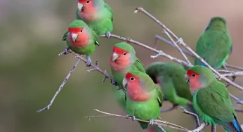 Meet rosy-faced parrots who use their strong beaks to climb trees!
