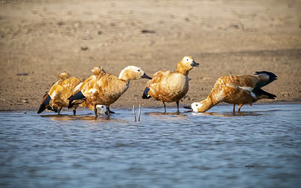 Male duck proposing