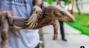 Honda factory workers take a break – save injured monitor lizard in Greater Noida