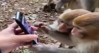 Video: Monkeys excited on seeing their species on smartphone